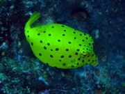 gay Samui scuba tour