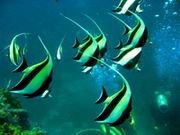 remote dive sites of Losin and Kra