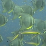 2009 Similan Islands