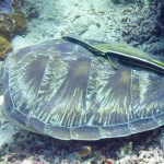 25-06 North Sulawesi 5.jpg
