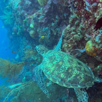 25-06 North Sulawesi 16.jpg