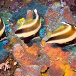 25-06 North Sulawesi 23.jpg