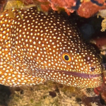 25-06 North Sulawesi 42.jpg