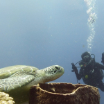 25-06 North Sulawesi 11.jpg