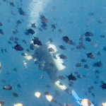 25-06 North Sulawesi 15.jpg