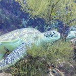 25-06 North Sulawesi 19.jpg