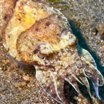25-06 North Sulawesi 56.jpg