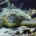 25-06 North Sulawesi 10.jpg