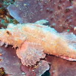 25-06 North Sulawesi 44.jpg