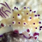 25-06 North Sulawesi 38.jpg