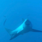 26 Malapascua 27.jpg