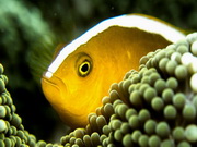 Nemo waiting to be saved