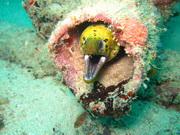 blah blah blah the gay moray