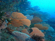fringing house reef