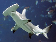 hammerhead sighings during December