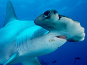 The hammerheads are waiting for you