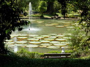 botanical gardens of Bogor