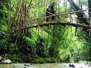botanical gardens of Bogor