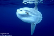 your chance to swim with the Mola Mola
