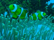 gay fish?
