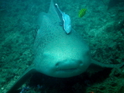 gay liveaboard scuba diving