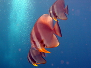 bat fish in formation