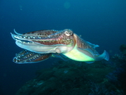 cuttle fish passing by